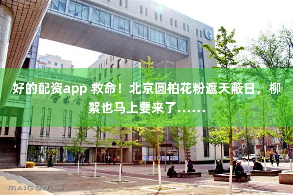 好的配资app 救命！北京圆柏花粉遮天蔽日，柳絮也马上要来了……