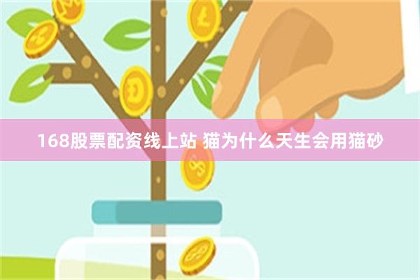 168股票配资线上站 猫为什么天生会用猫砂